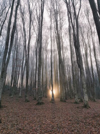 Trees in forest during foggy weather