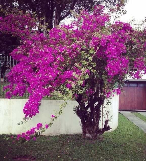 flower, tree, growth, pink color, freshness, beauty in nature, nature, park - man made space, blossom, fragility, plant, built structure, branch, building exterior, in bloom, blooming, day, outdoors, sunlight, tranquility