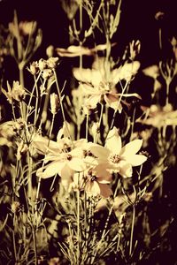 Close-up of white flowers