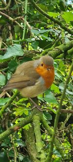 Close-up of bird perching on branch