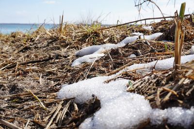 Close-up of snow covered land