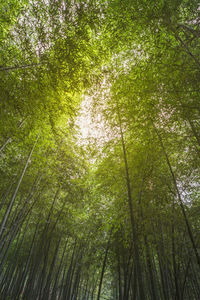 Low angle view of trees in forest