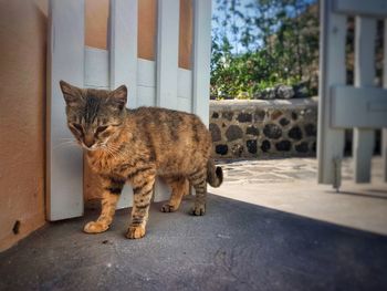 Portrait of cat standing outdoors