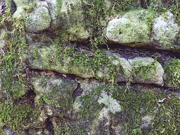 High angle view of plants