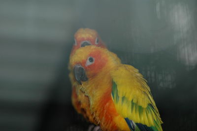 Close-up of bird perching outdoors