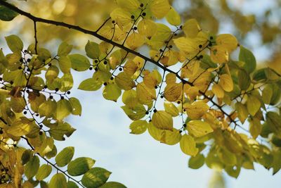 Low angle view of flowering tree against sky