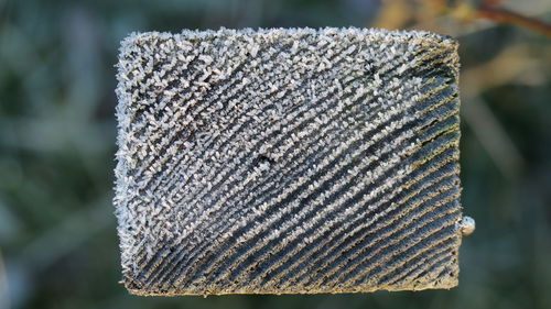 Close-up of frozen wood outdoors