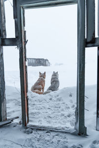 View of an animal on snow covered field