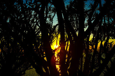 Silhouette trees in forest against sky at sunset