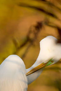 Close-up of a bird