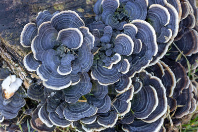 Close-up of shells