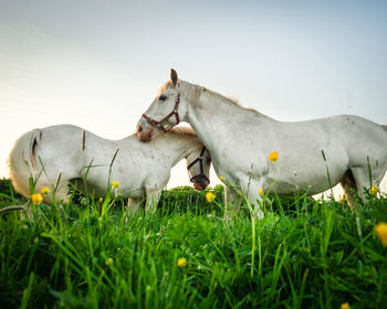 View of a horse on field