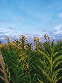 Close-up of crops growing on field against sky