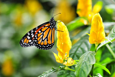 Close-up of butterfly pollinating on yellow flower