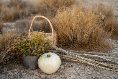 White pumpkin, wildflowers, dried cactus, basket in mojave desert autumn