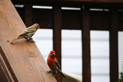 Close-up of birds perching on wood