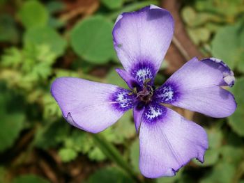 Close-up of purple flower