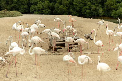 Flock of birds on field