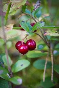 Close-up of cherries growing on plant