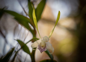 Close-up of white flowering plant