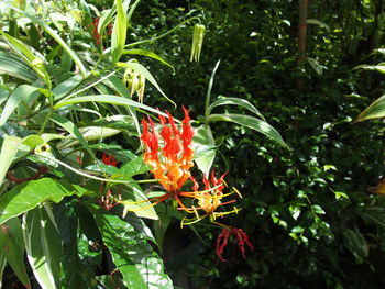 Close-up of red leaves