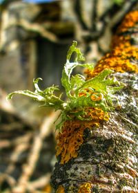 Close-up of plant growing on tree trunk
