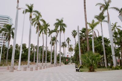 Panoramic shot of palm trees against sky