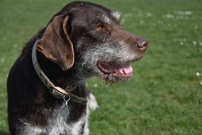 Close-up of wet dog