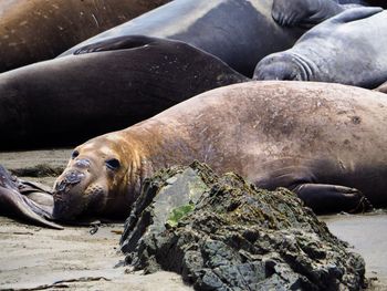 Sea lion resting on beach