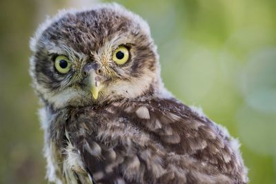 Close-up portrait of owl