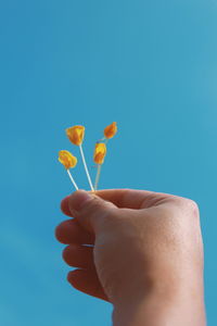 Close-up of hand holding flowers against blue background