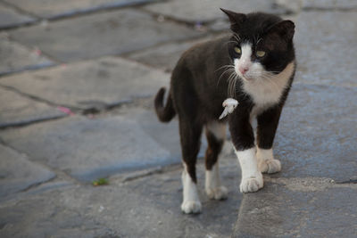 Portrait of cat on footpath by street