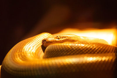 Close-up of a snake