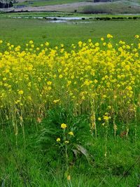Yellow flowers growing in field