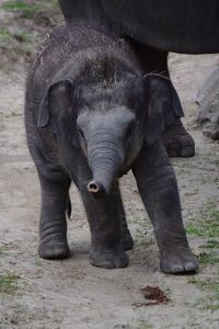 Elephant standing on field