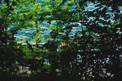 Trees against rippled water