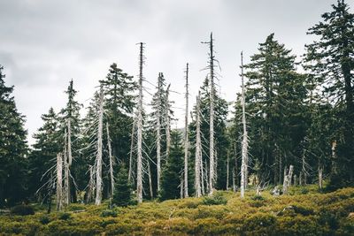 Trees on field against sky