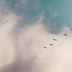 Low angle view of birds flying in sky