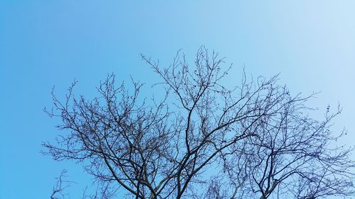 Low angle view of bare tree against clear blue sky