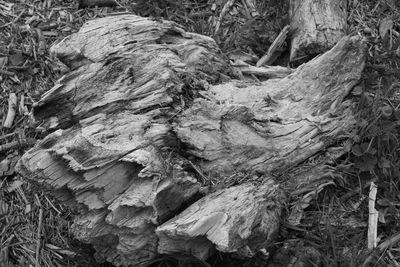 Close-up of tree trunk