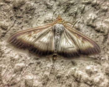 Close-up of insect on leaf