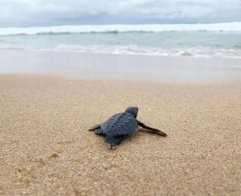 Turtle on sand at beach