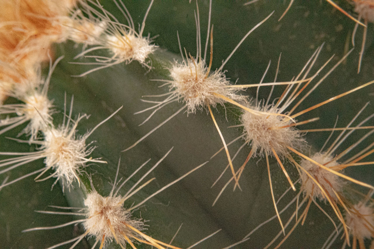 CLOSE-UP OF SUCCULENT PLANT