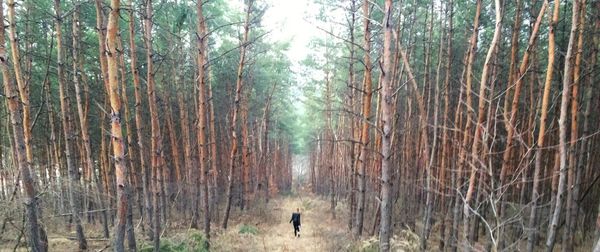 View of bamboo trees in forest