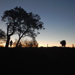 Sheep on field at sunset