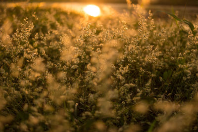 Close-up of flowering plants on field during sunset