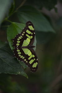 Close-up of butterfly on leaf