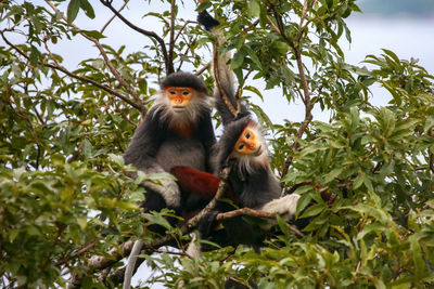 Monkey sitting on tree