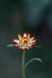 Close-up of red rose flower