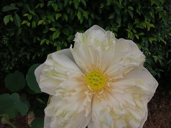 Close-up of white flowering plant